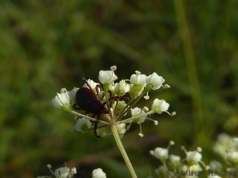 Pimpinella afra, photographed by Andrew Hankey