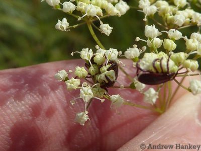 Pimpinella afra, photographed by Andrew Hankey