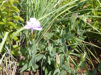Barleria wilmsiana, photographed by Andrew Hankey