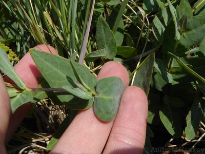 Barleria wilmsiana, photographed by Andrew Hankey