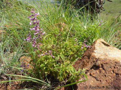 Ocimum serratum, photographed by Andrew Hankey