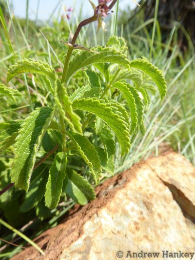 Ocimum serratum, photographed by Andrew Hankey