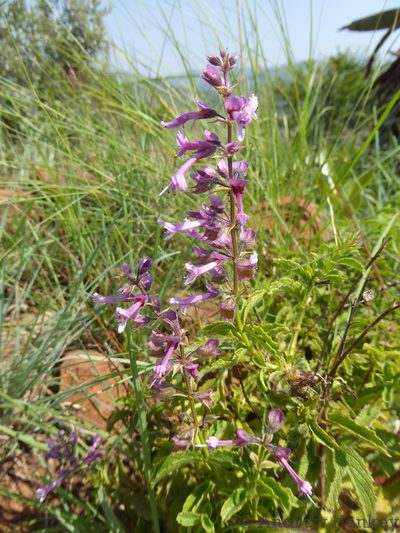 Ocimum serratum, photographed by Andrew Hankey