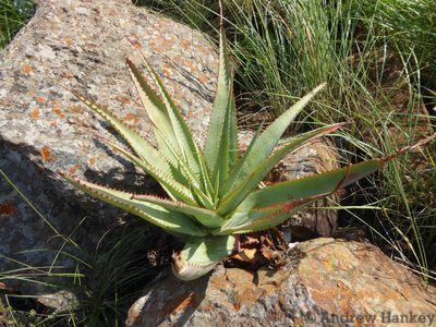 Aloe pretoriensis, photographed by Andrew Hankey