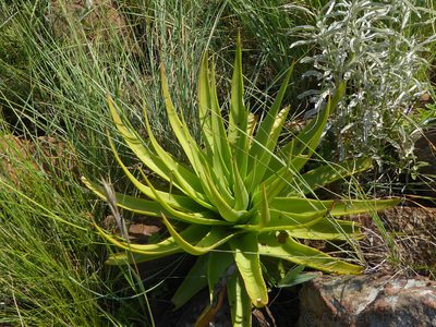Crassula acinaciformis, photographed by Andrew Hankey