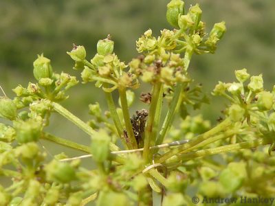 Heteromorpha involucrata, photographed by Andrew Hankey
