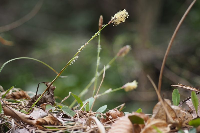 Carex conica, photographed by harum.koh