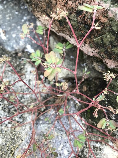 Euphorbia berteroana, photographed by Elliot Greiner