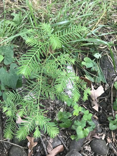 Metasequoia glyptostroboides, photographed by jrcagle