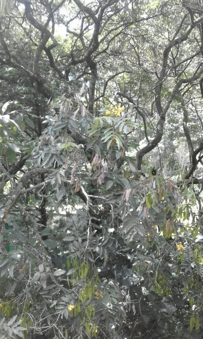 Senna viarum, photographed by Andrés Felipe SantoDomingo J.