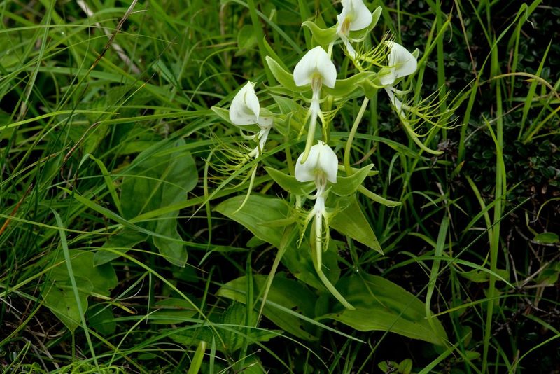 Habenaria intermedia, photographed by Ramnarayan K