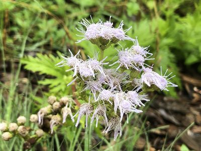 Conoclinium greggii, photographed by Sophia K