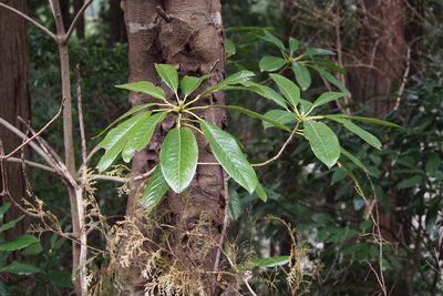 Daphniphyllum macropodum, photographed by harum.koh