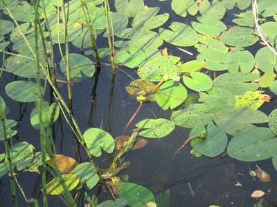 Nuphar pumila, photographed by Grzegorz Grzejszczak