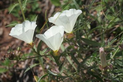 Convolvulus holosericeus, photographed by Edmundas Greimas