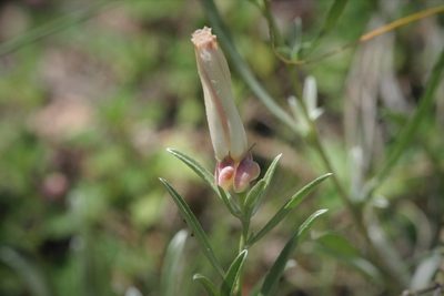 Convolvulus holosericeus, photographed by Edmundas Greimas