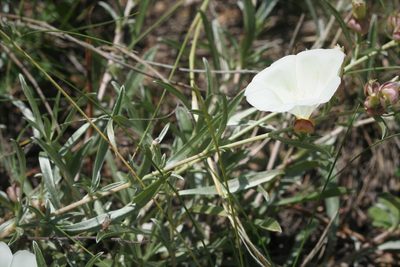 Convolvulus holosericeus, photographed by Edmundas Greimas