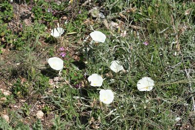 Convolvulus holosericeus, photographed by Edmundas Greimas