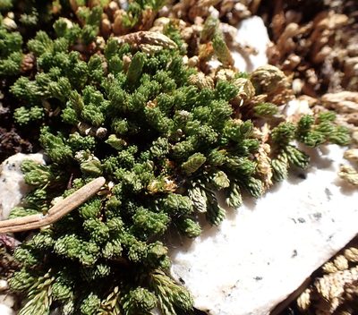 Selaginella watsonii, photographed by John Brew