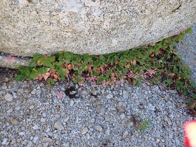Heuchera rubescens, photographed by John Brew