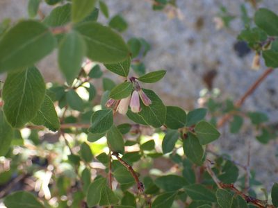 Symphoricarpos rotundifolius, photographed by John Brew