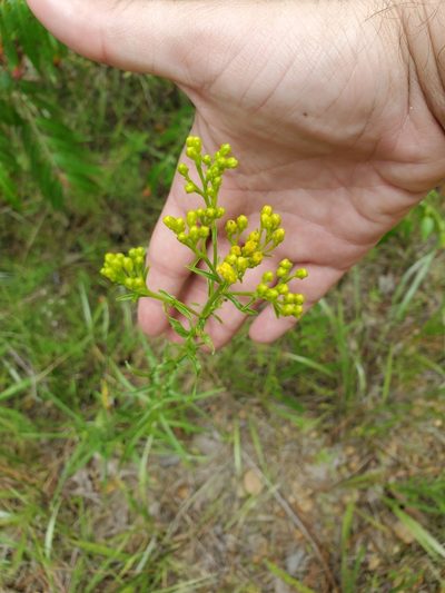 Euthamia leptocephala, photographed by Joshua Soileau