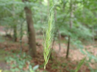 Hordelymus europaeus, photographed by Skjold Søndergaard