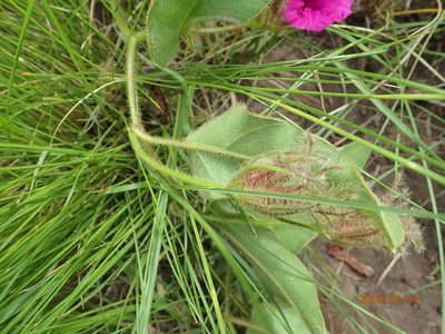 Ipomoea pellita, photographed by Peter Warren