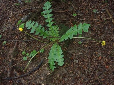 Aposeris foetida, photographed by agujaceratops