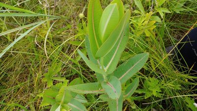Asclepias sullivantii, photographed by Ryan Sorrells