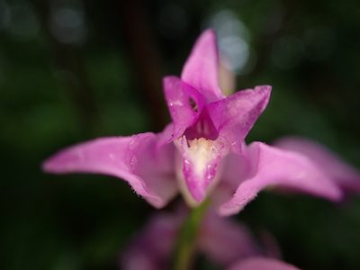 Cephalanthera rubra, photographed by Skjold Søndergaard