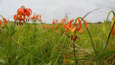 Lilium michiganense, photographed by Ryan Sorrells