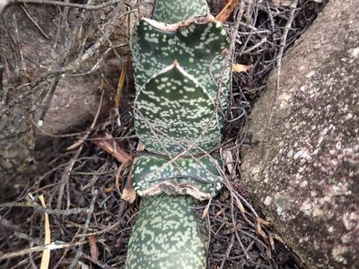 Gasteria brachyphylla, photographed by Nicola van Berkel
