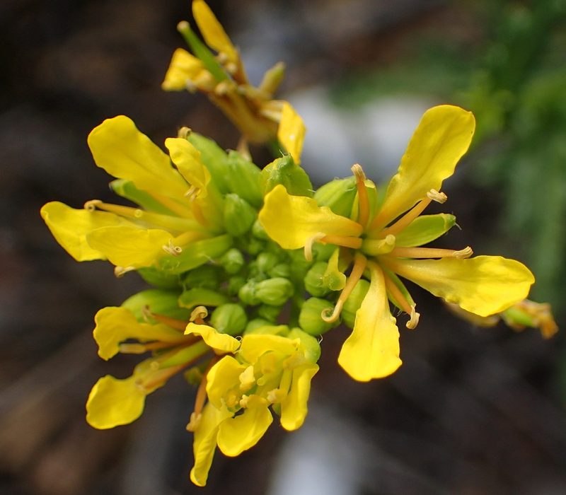 Sisymbrium capense, photographed by Nicola van Berkel