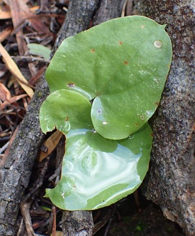 Dioscorea hemicrypta, photographed by Nicola van Berkel