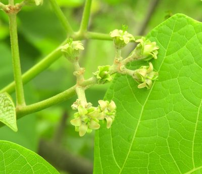 Jatropha curcas, photographed by Francisco Farriols Sarabia