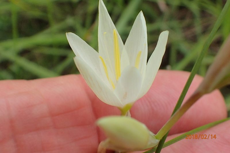 Hesperantha hygrophila, photographed by Peter Warren