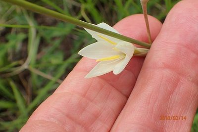 Hesperantha hygrophila, photographed by Peter Warren