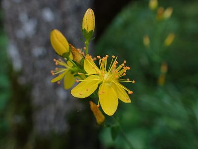 Hypericum pulchrum, photographed by Skjold Søndergaard