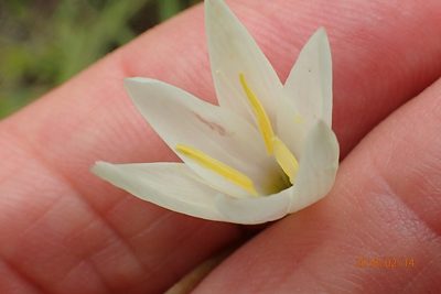 Hesperantha hygrophila, photographed by Peter Warren