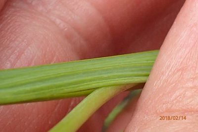 Hesperantha hygrophila, photographed by Peter Warren