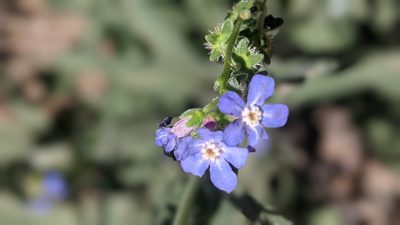 Hackelia velutina, photographed by My-Lan Le