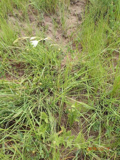 Hesperantha hygrophila, photographed by Peter Warren