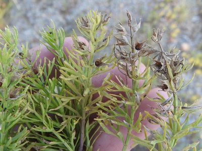 Teucrium laciniatum, photographed by Sam Kieschnick