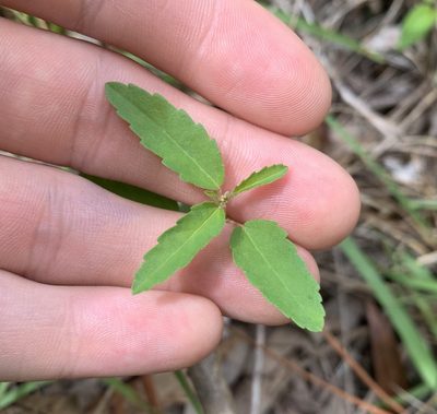 Croton glandulosus, photographed by natalie