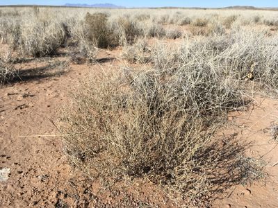 Atriplex elegans, photographed by Cecelia Alexander