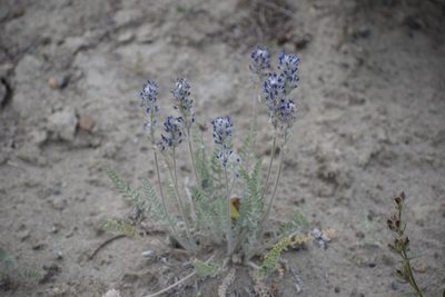 Oxytropis splendens, photographed by Syd Cannings
