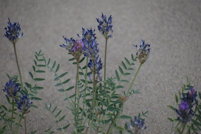 Astragalus laxmannii, photographed by Syd Cannings