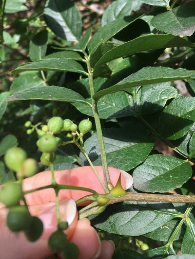 Zanthoxylum simulans, photographed by mecarr