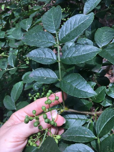 Zanthoxylum simulans, photographed by mecarr
